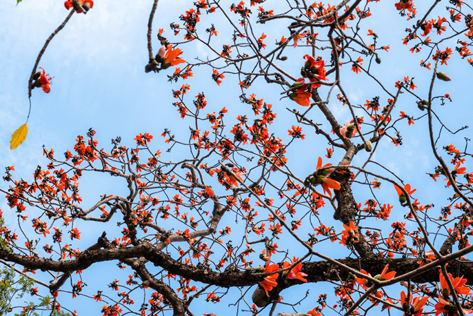 Cây hoa gạo (Bombax ceiba)